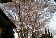 おじいちゃんが植えてくれた桜の木